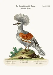 グレートクラウンインディアンピジョン、1749-73